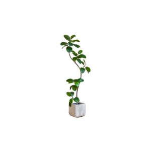 仿真綠金剛植栽
